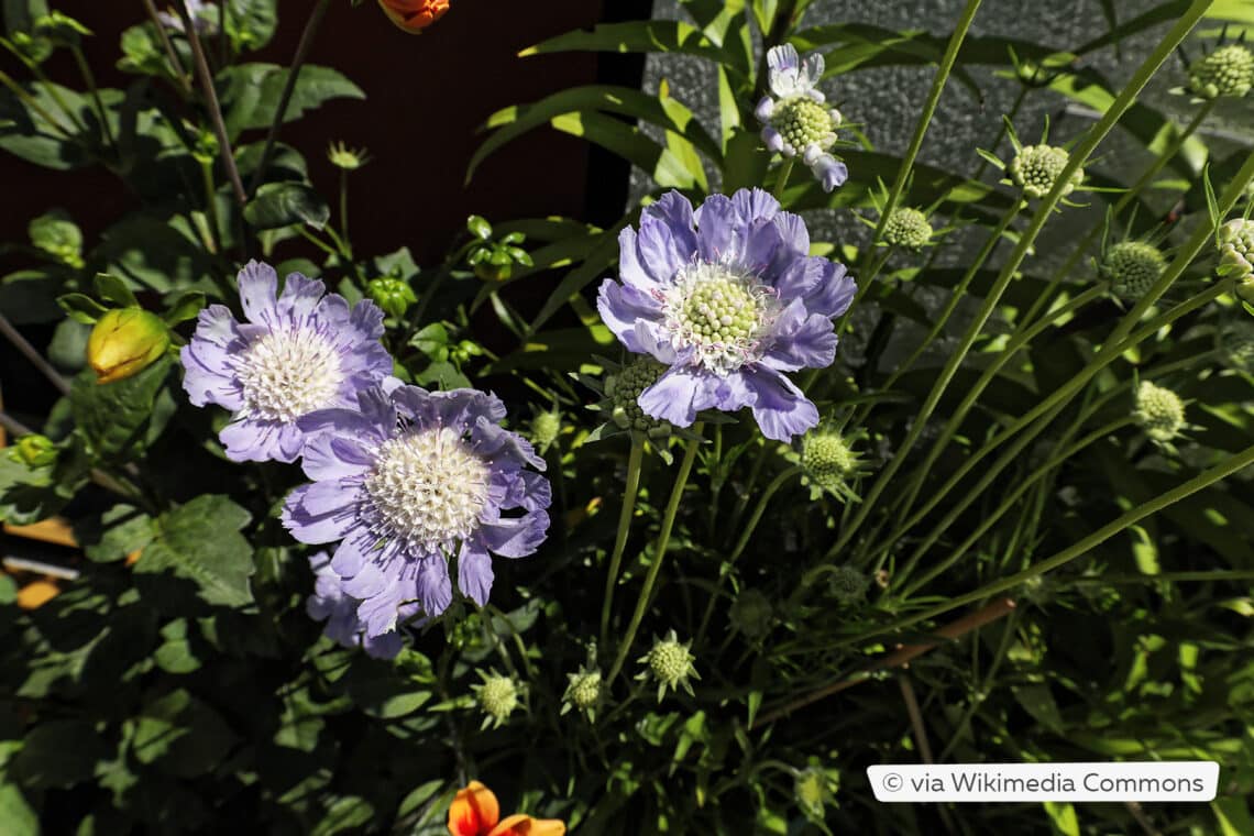 Skabiose (scabiosa caucasica perfecta)