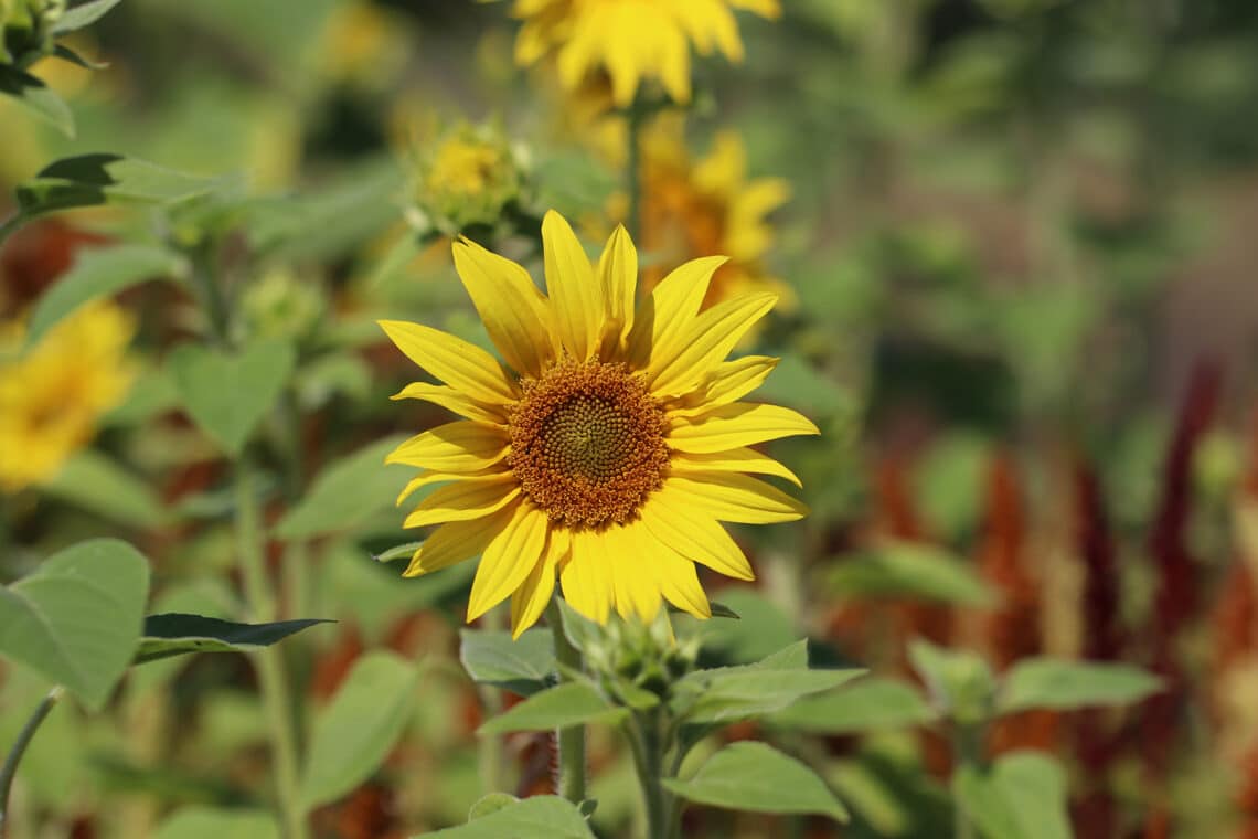 Sonnenblume (Helianthus annuus)