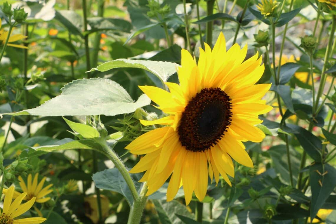 Sonnenblume (Helianthus annuus)