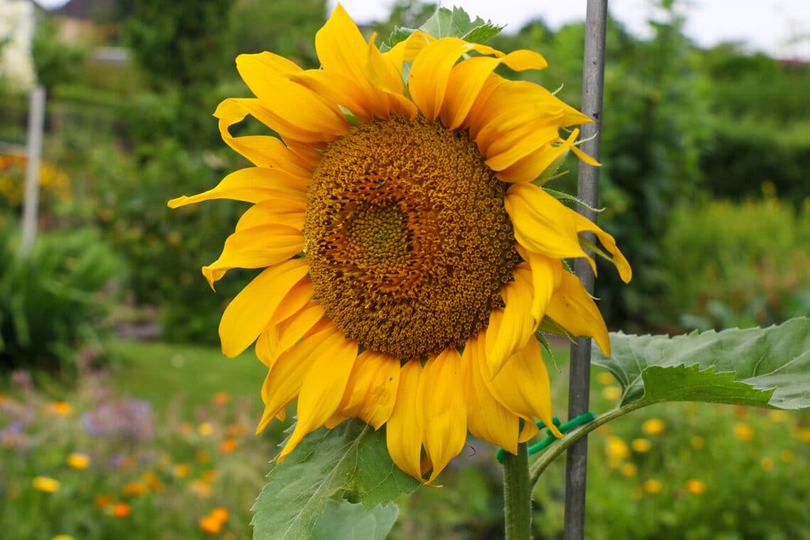 Sonnenblume (Helianthus annuus)