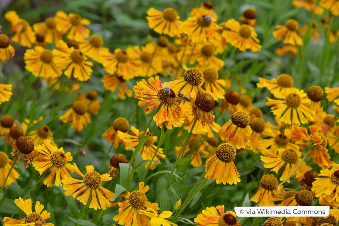 Sonnenbraut (Helenium x cultorum)