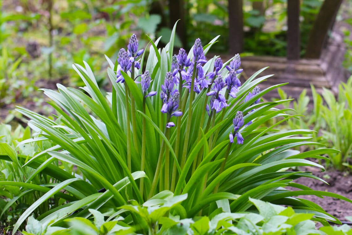 Spanisches Hasenglöckchen (Hyacinthoides hispanica)