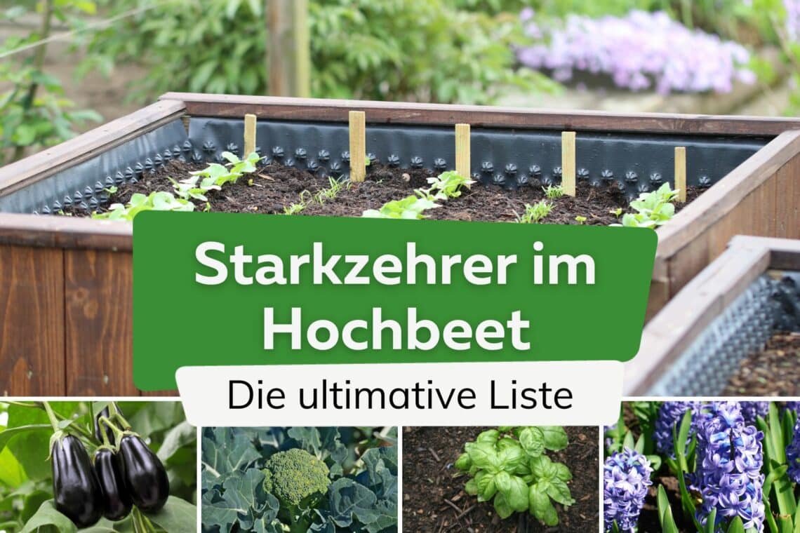 Starkzehrer im Hochbeet: die ultimative Liste