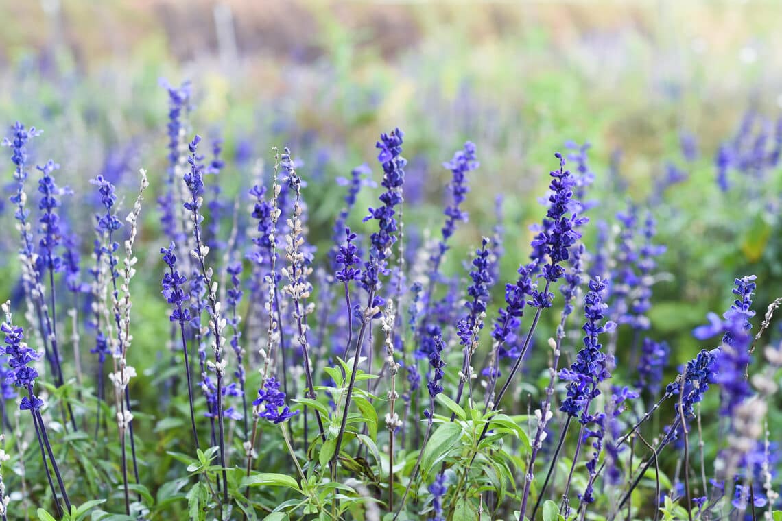 Steppensalbei (Salvia nemorosa)