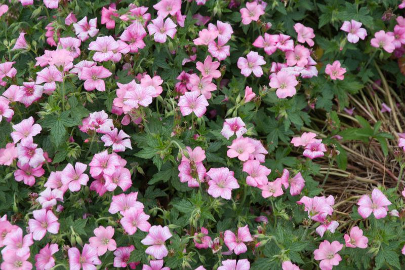 Storchschnabel (Geranium x. oxonianum)