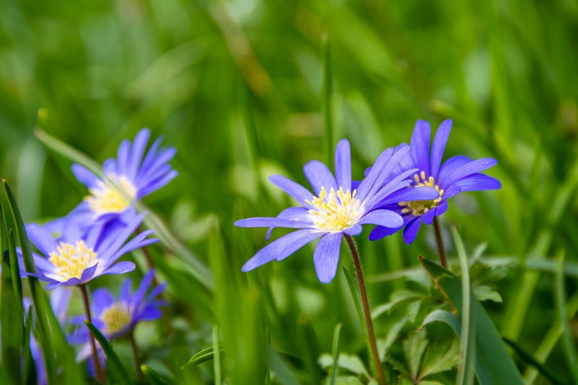 Strahlen-Windröschen (Anemone blanda)