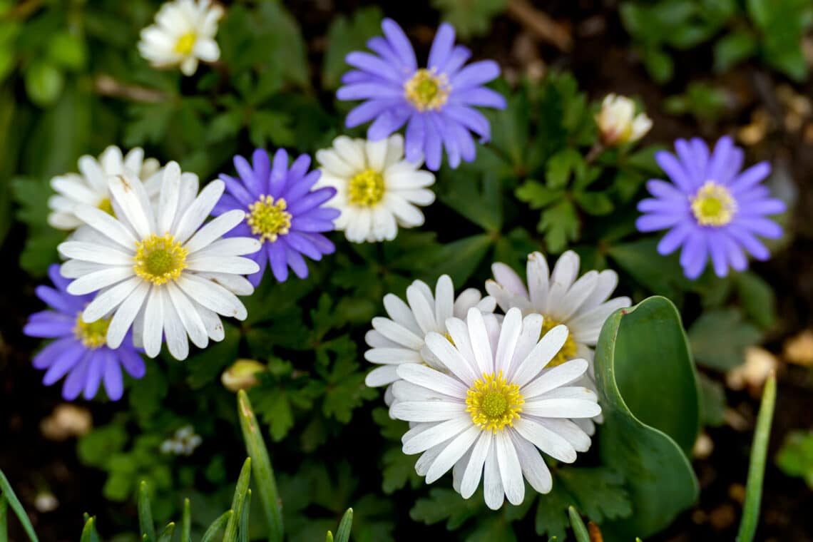 Strahlenanemone  (Anemone blanda)