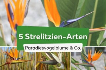 Strelitzien-Arten