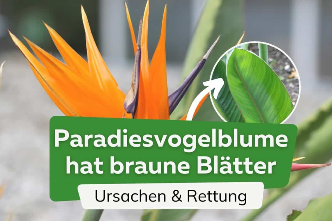 Strelitzie bekommt braune Blätter