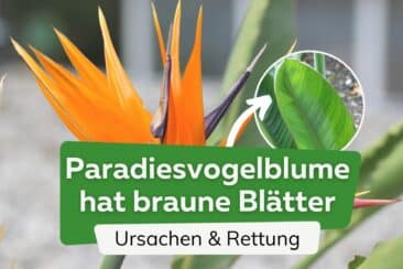 Strelitzie bekommt braune Blätter