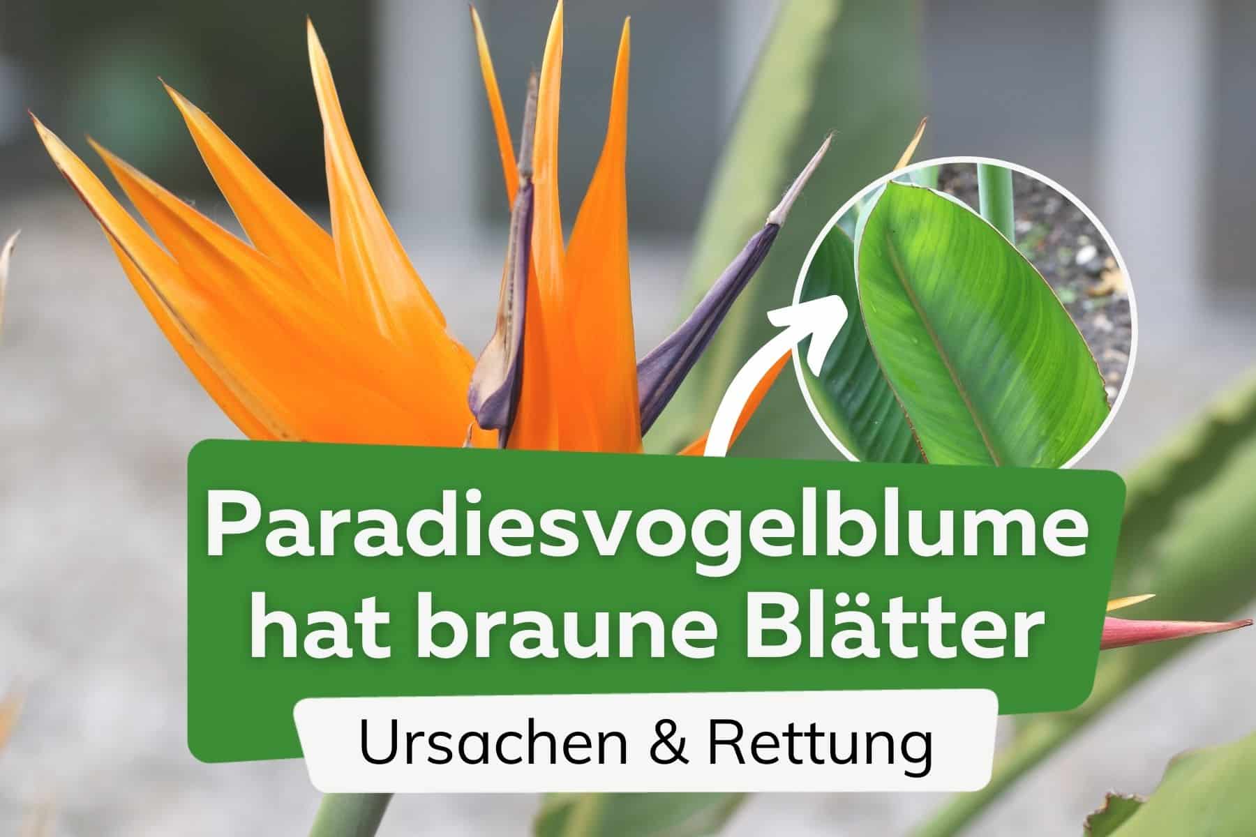 Strelitzie bekommt braune Blätter