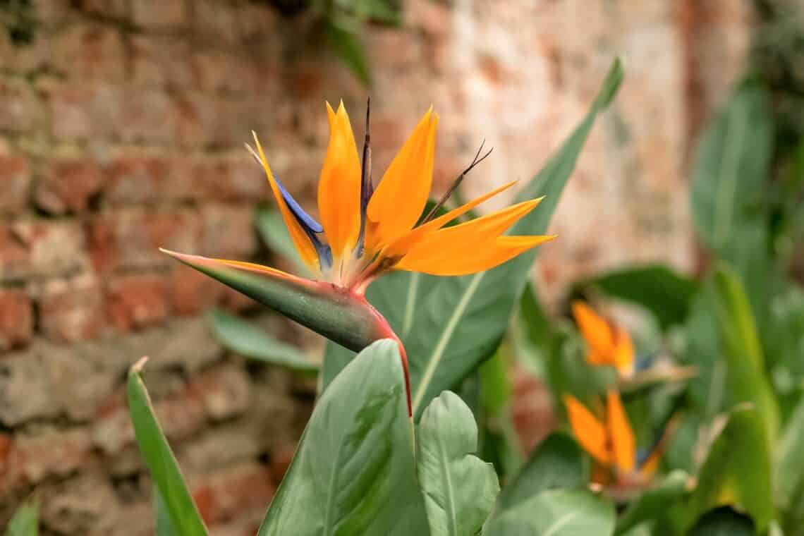 Strelitzie (Strelitzia) vor Mauer in Garten