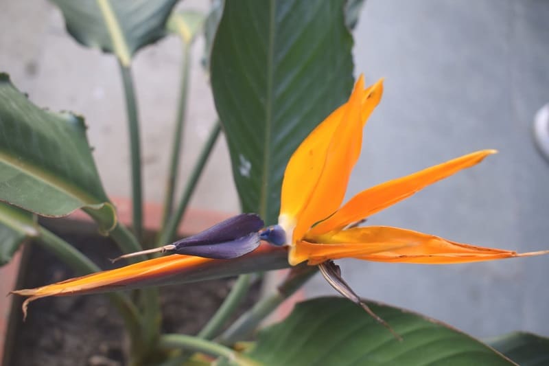 Strelitzie im Kübel auf Terrasse