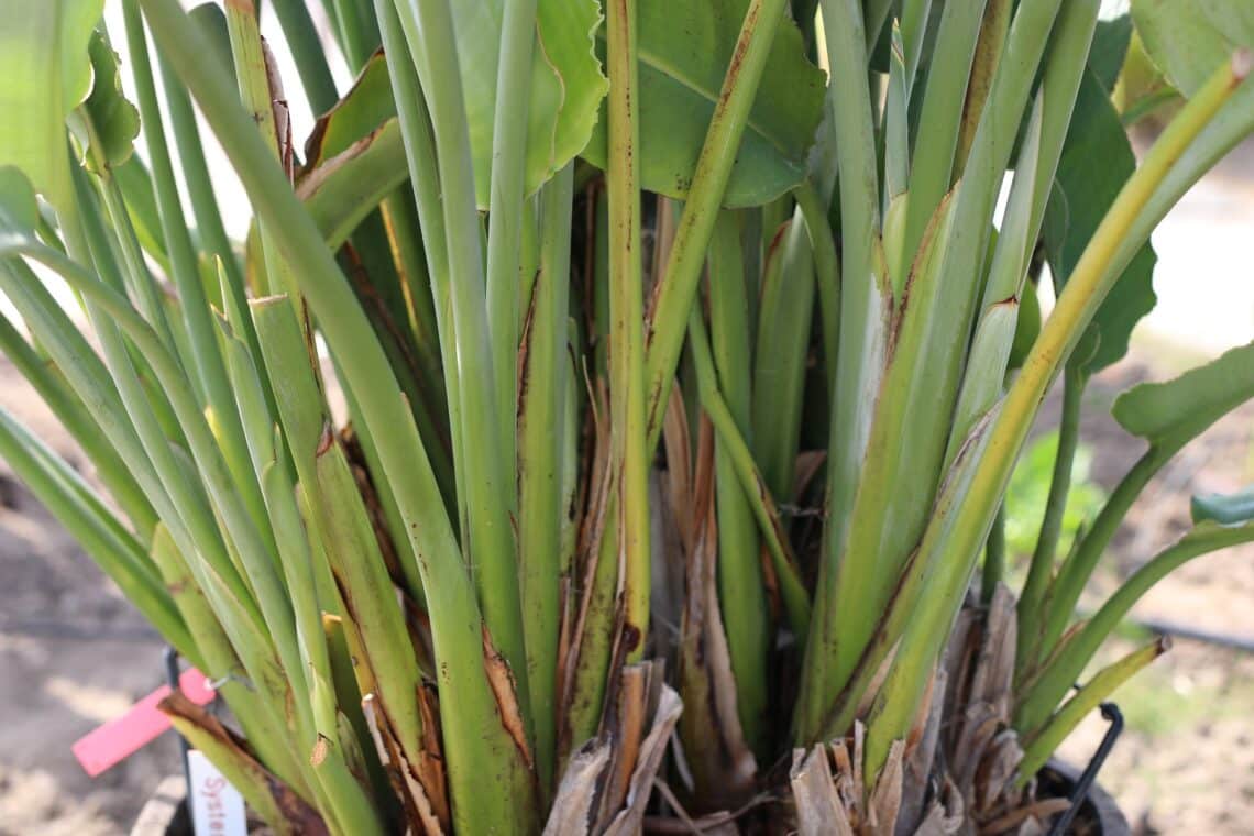 Strelitzie (Strelitzia)