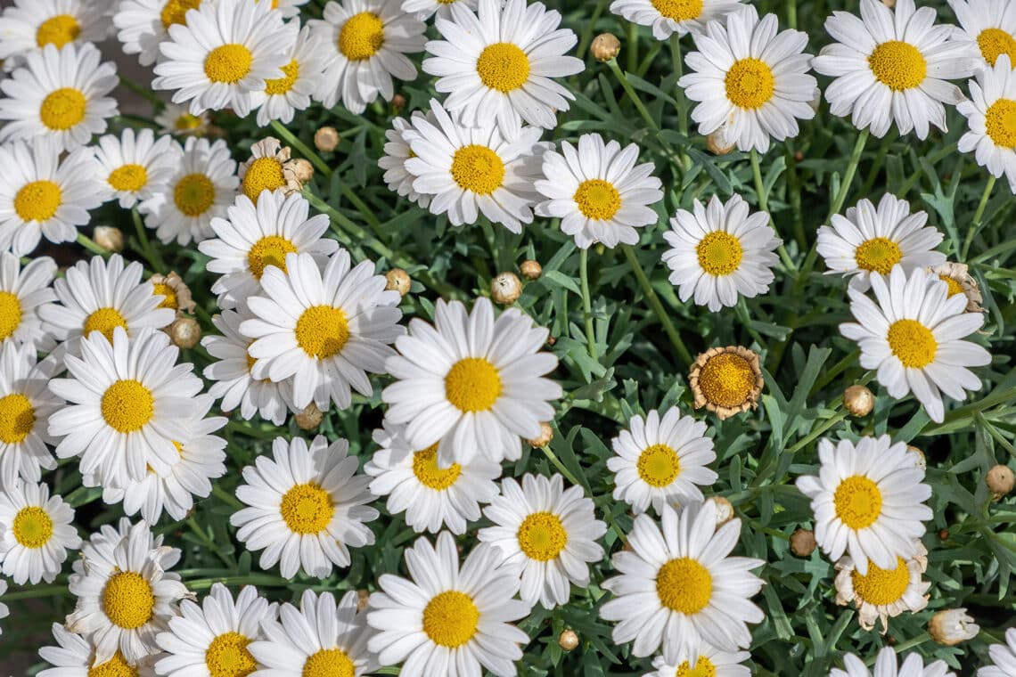 Tausendschön (Bellis perennis)