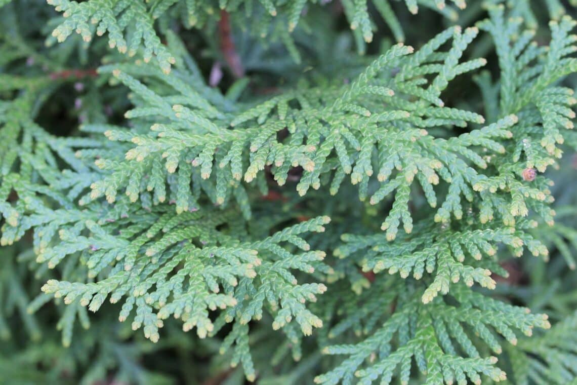 Braune Triebspitzen an Thuja