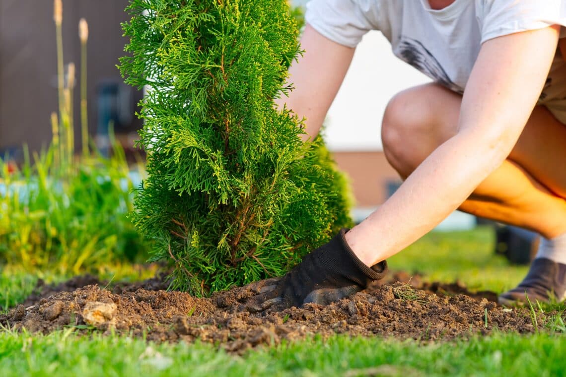 Thuja pflanzen