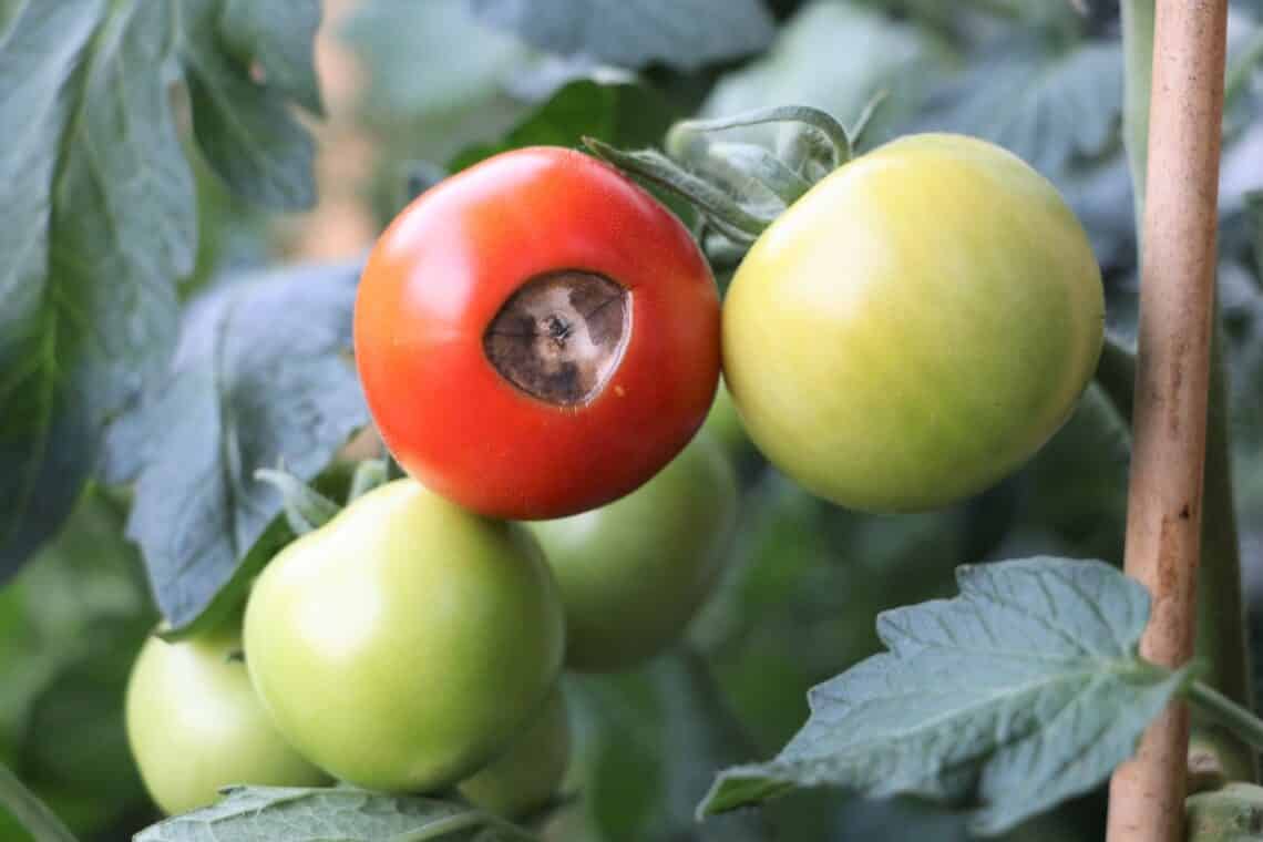 Tomate mit Blütenendfäule