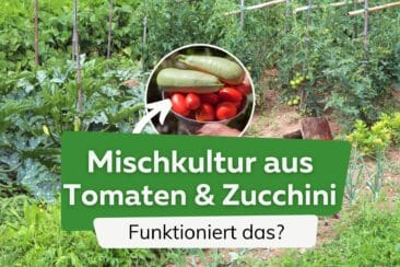 Tomaten und Zucchini zusammen pflanzen