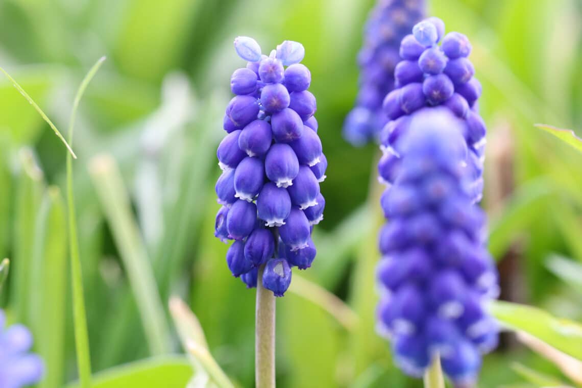 Traubenhyazinthe (Muscari azureum)