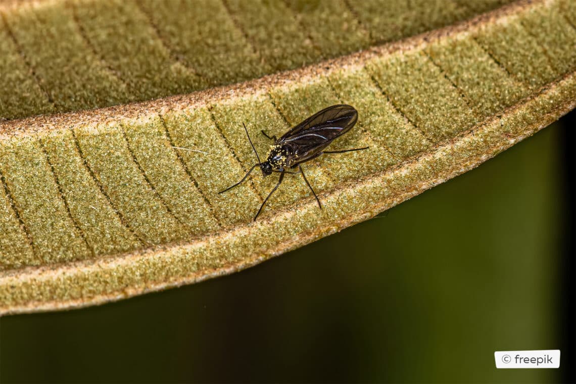 erwachsene Trauermücke (Sciaridae)