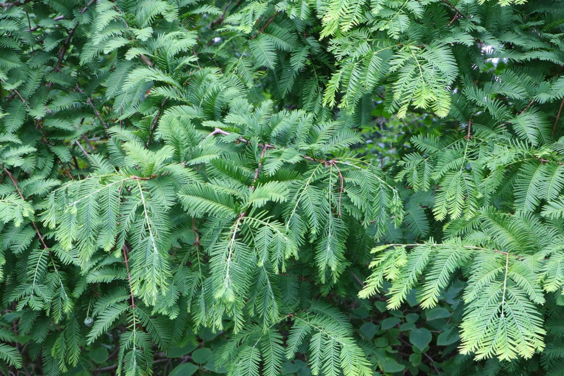 Urweltmammutbaum (Metasequoia glyptostroboides)