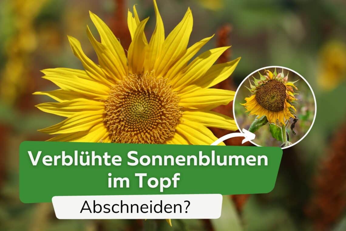 Verblühte Sonnenblumen im Topf abschneiden?