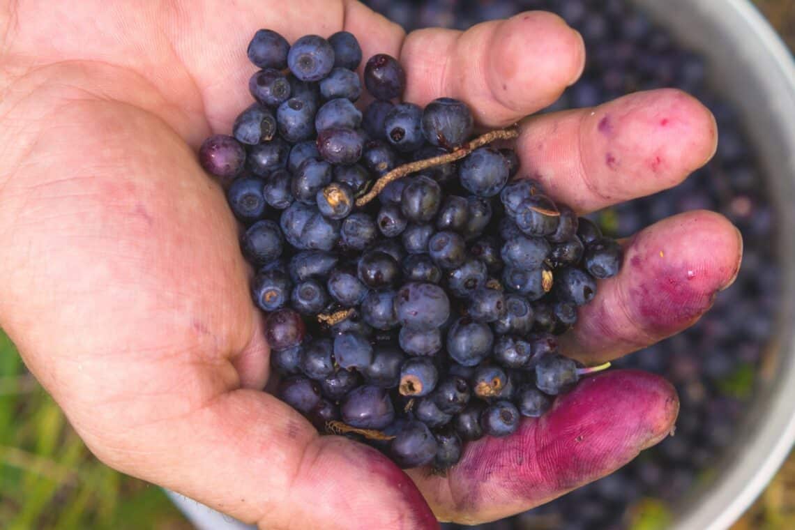 Wald-Heidelbeeren (Vaccinum myrtillus)