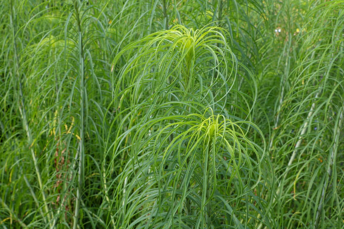 Weidenblättrige Sonnenblume (Helianthus salicifolius)