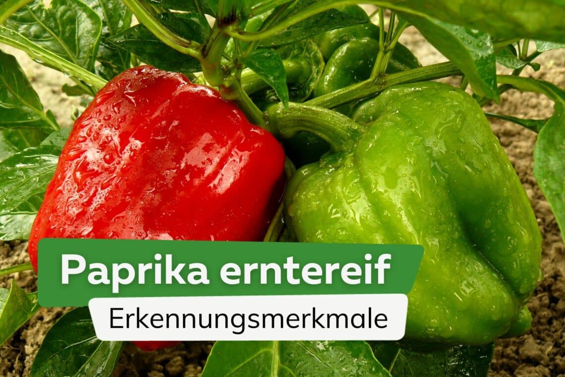 Wie erkenne ich, ob eine Paprika reif ist?