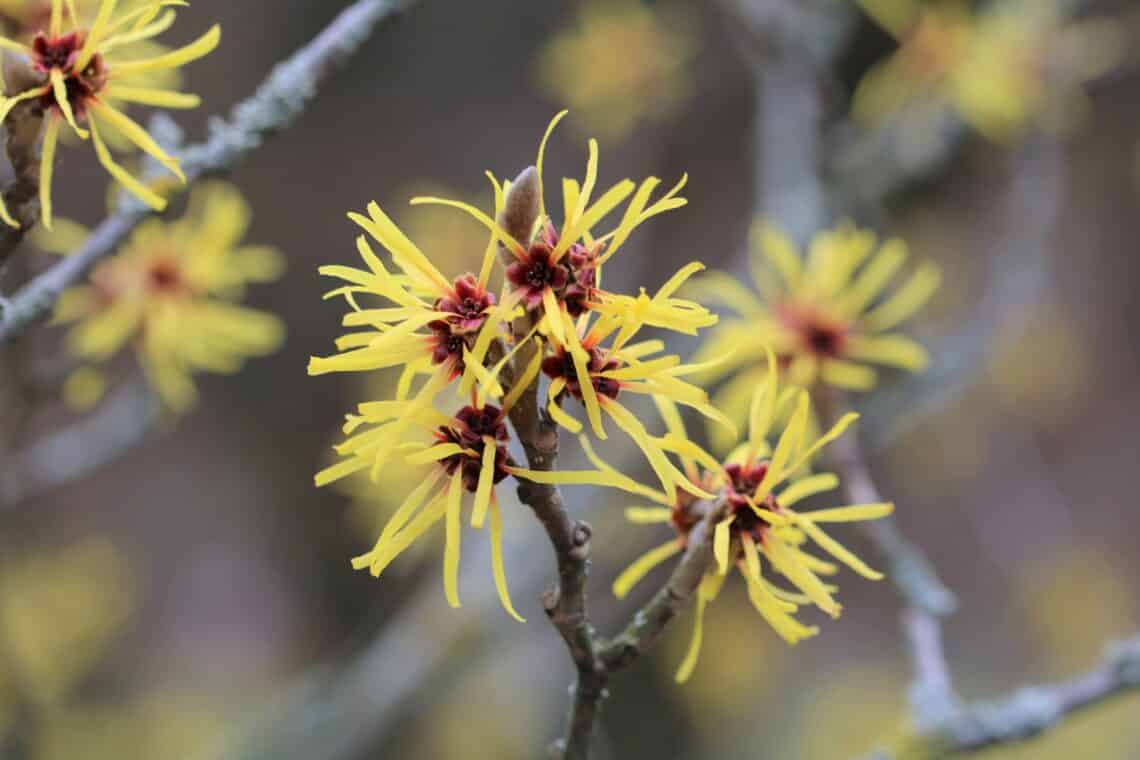 Zaubernuss (Hamamelis)