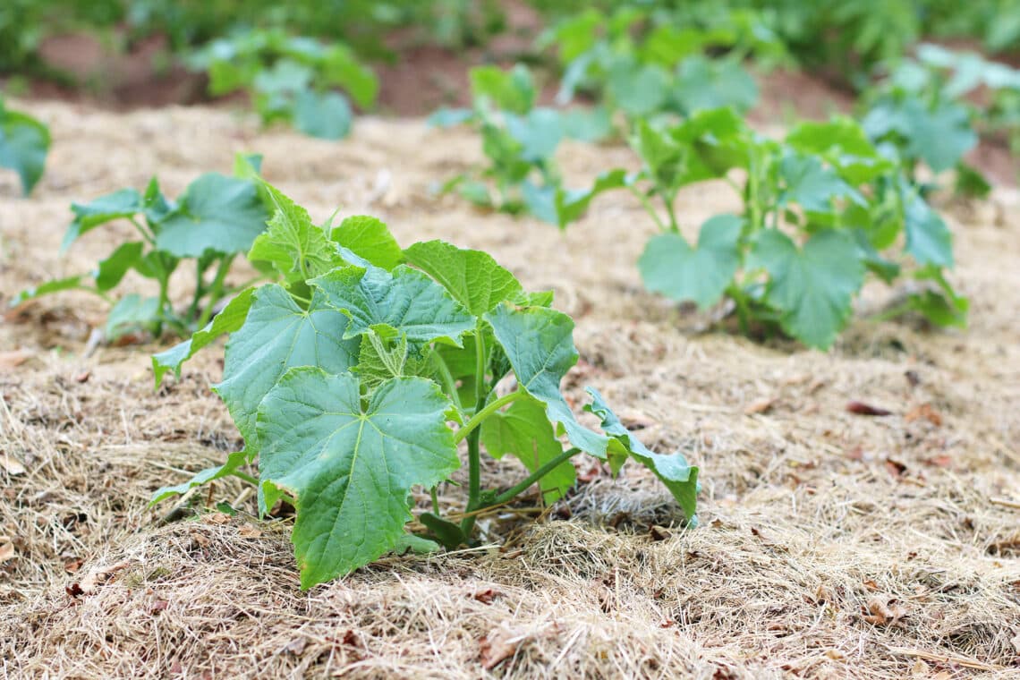 Zucchini mit Mulchschicht