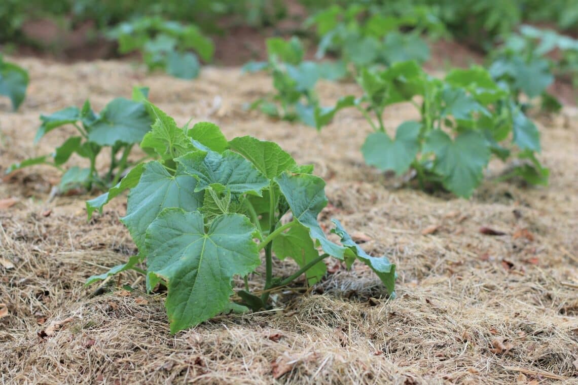 Zucchini mit ausreichend Abstand pflanzen