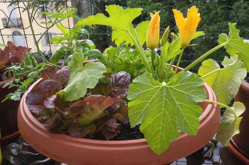 Zucchini im Topf auf dem Balkon