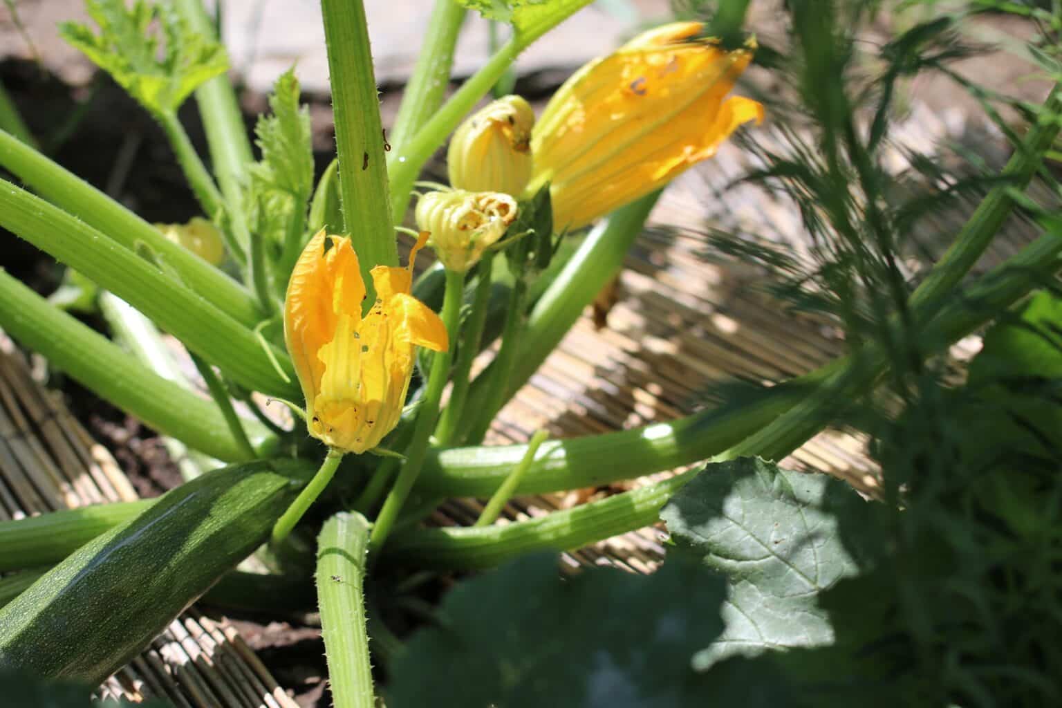 Zucchini Frchte Wachsen Nicht