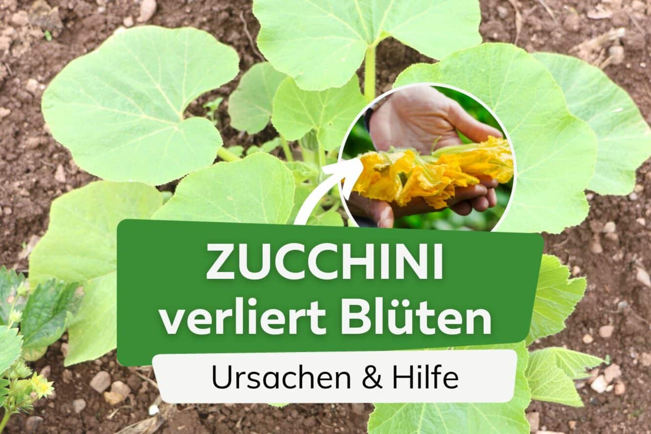 Zucchini Bluten Fallen Ab
