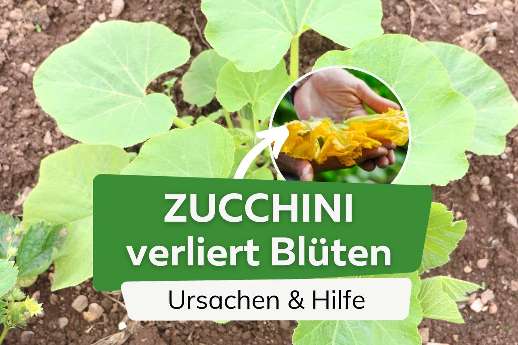 Zucchini Blüten fallen ab