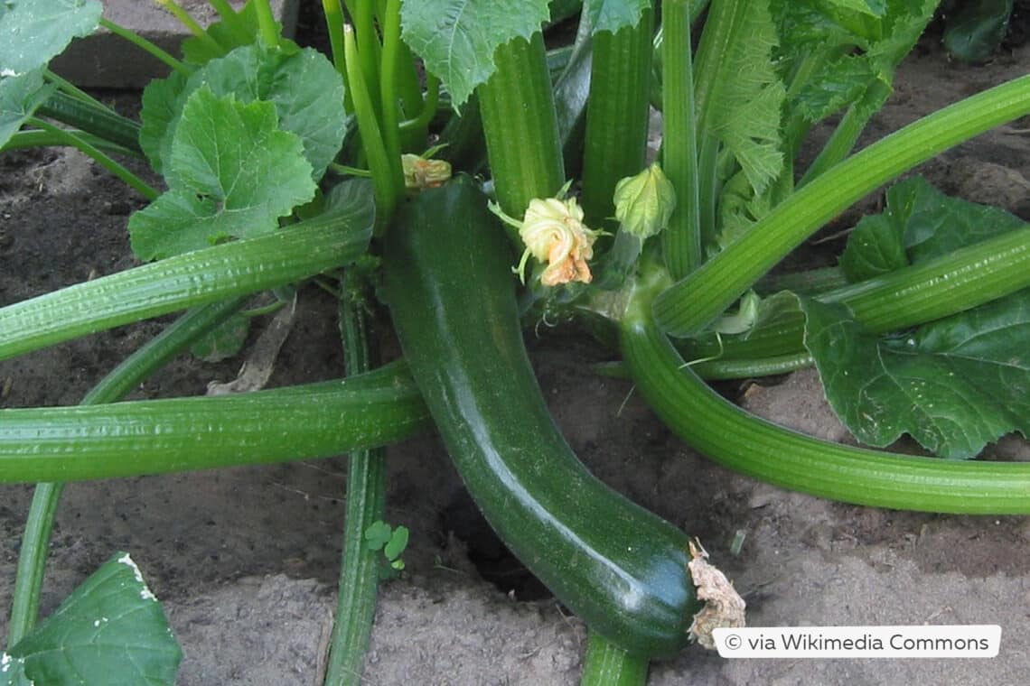 Zucchini Diamant (F1)