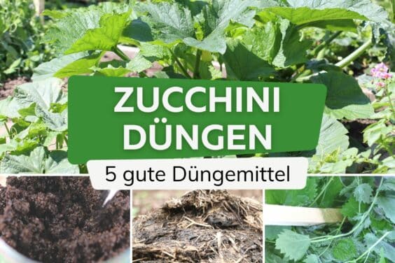 Zucchini düngen