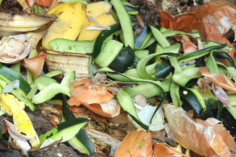 Zucchini im Biomüll entsorgen