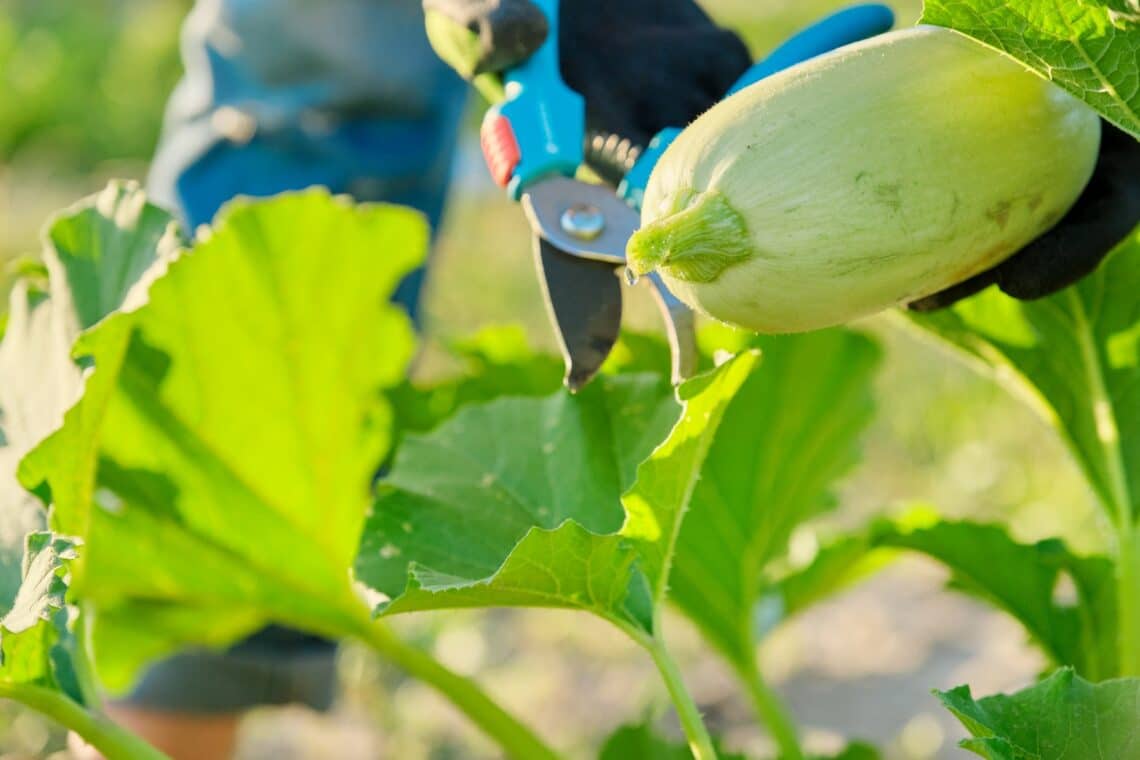 Zucchini abschneiden und ernten