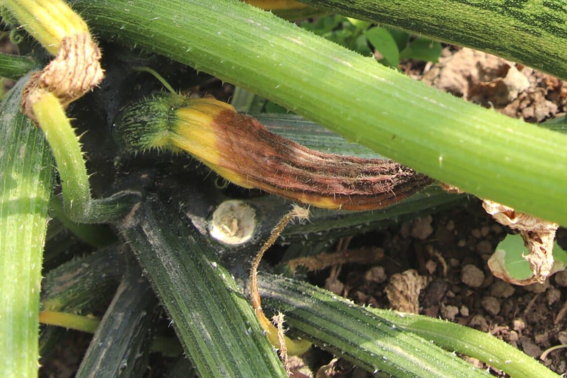 Junge Zucchini wird braun und fault