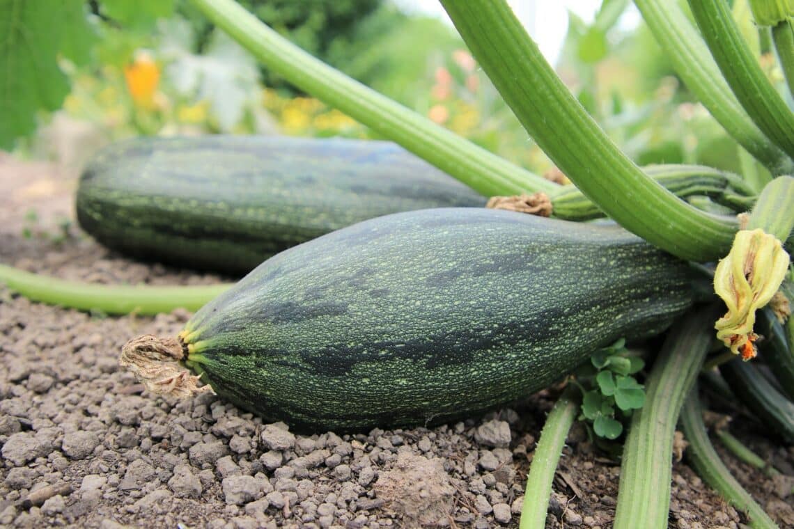 Zucchini-Früchte