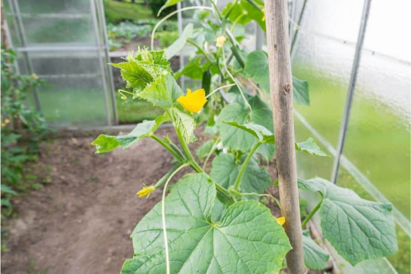 Zucchini im Gewächshaus anbauen