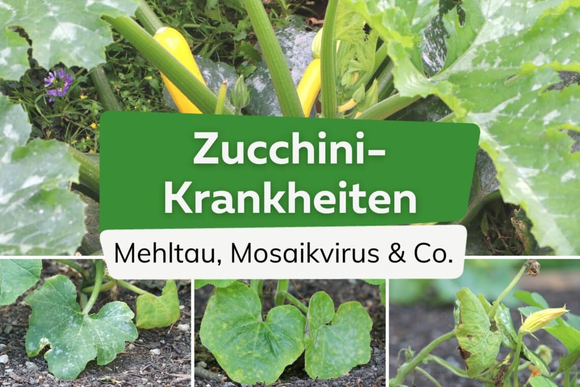 Zucchini-Krankheiten