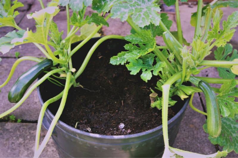 Zucchini im Kübel auf Terrasse