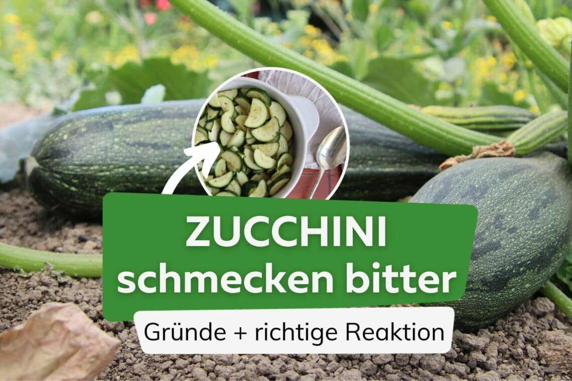 Zucchini schmecken bitter