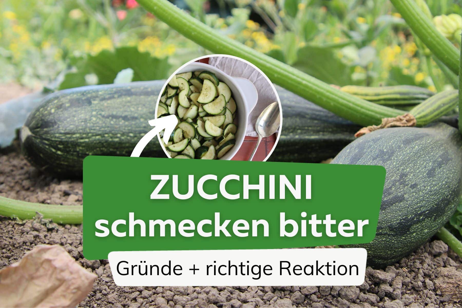 Zucchini schmecken bitter