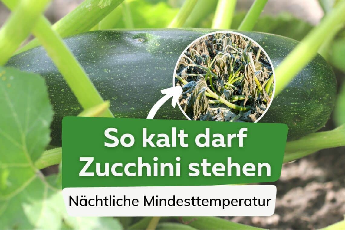 Zucchini Temperatur nachts