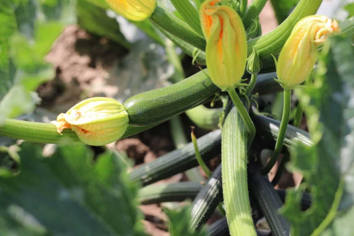 Weibliche (links) und männliche Zucchiniblüten (rechts)